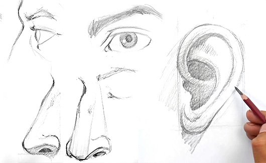 Elementos da face - Iremos ver os elementos separados do rosto, como nariz, olhos, boca e orelha.